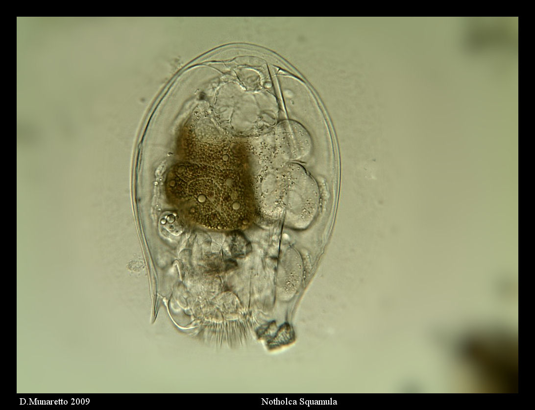 Notholca Squamula